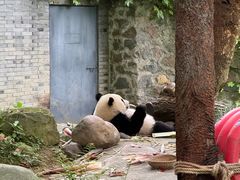 -都江堰中华大熊猫苑