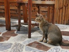 -喵屿·大理花园猫咖