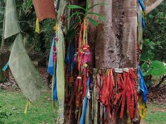 -中国科学院西双版纳热带植物园