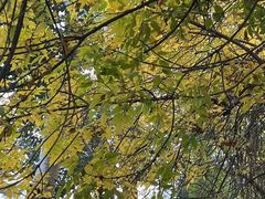 -三里屯东五街银杏大道