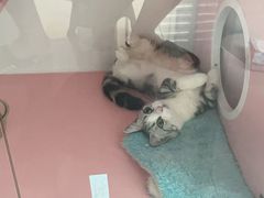 -Bastet sally猫舍购宠(静安店)