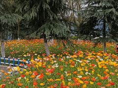 -铁山坪森林公园