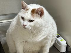 -康成宠物医院24H·CT·核磁共振