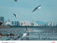-深圳湾公园(南山区)