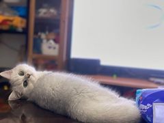 -lincat·猫舍(广州店)