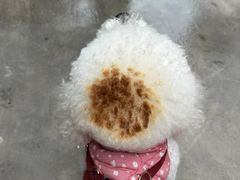 -美联众合动物医院·24h转诊中心