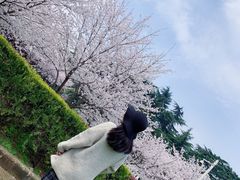 -武汉大学-樱园