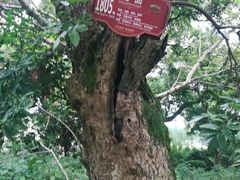 -张坝桂圆林公园