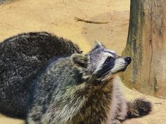 -正佳雨林生态植物园