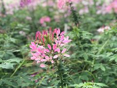 -松山湖梦幻百花洲