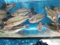 -盒马鲜生(皇庭广场店)