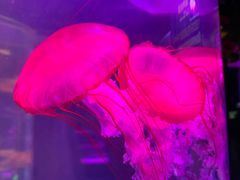 -秦皇岛新澳海底世界