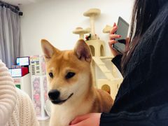 -浣熊柯尔鸭土拨鼠·电玩咖