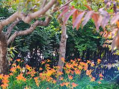 -黄村公园
