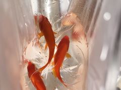 -朝阳公园游乐园