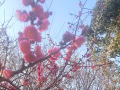 -苏州上方山国家森林公园