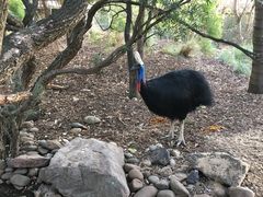 -费瑟代尔野生动物园