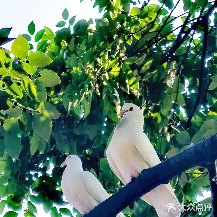 🐦来人民公园和和平鸽子来个邂逅吧