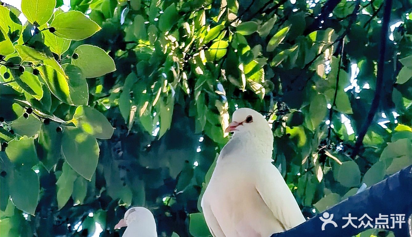 🐦来人民公园和和平鸽子来个邂逅吧