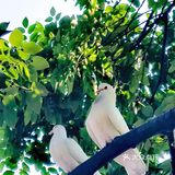 🐦来人民公园和和平鸽子来个邂逅吧