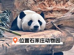 -石家庄市动物园