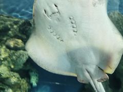 -上海海洋水族馆