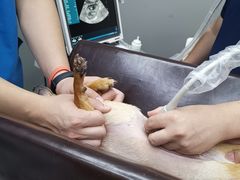 -关爱宠物医院·猫科中心·消化科(滨湖万达分院)