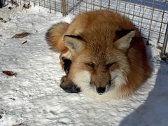 -宫城藏王狐狸村