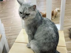 -李小姐の猫咖啡馆(五角场店)