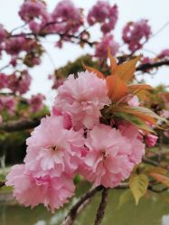 -美妍纹绣·半永久纹眉