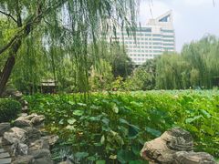 -莲湖公园