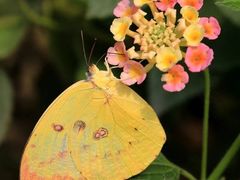 -西湖风景区-江洋畈生态公园