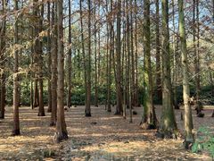 -桤木河湿地公园