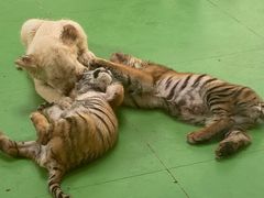 -北京野生动物园