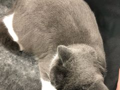 -宠福鑫康馨动物医院·骨科·眼科