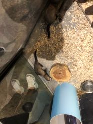 -酷嗒动物文化乐园(cutezoo西溪乐天城店)