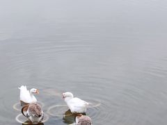 -诗经里