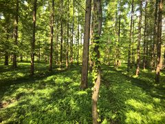 -黄海国家森林公园