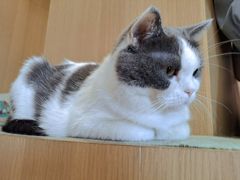 -CAT’S MEWSTAR CAFE·喵星球猫屋(晴湾咖啡店)