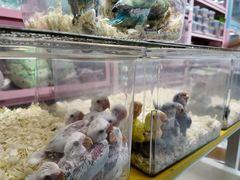 -中环花鸟鱼虫市场