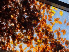 -VOYAGE COFFEE(北锣鼓巷店)