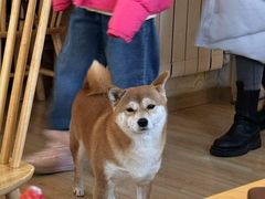 -柴の食堂·日式家庭料理·熊之肆(大学路店)