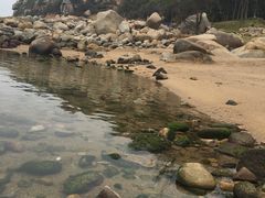 -广东惠东海龟国家级自然保护区