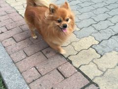 -豚豚猪村烤肉·韩国烤肉(总店)