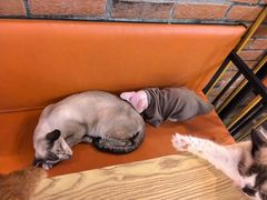 -豆逗聊愈猫阁Easy Life