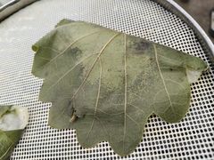 -一口猪海鲜浑锅·东北家常菜