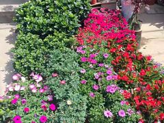 -金陵花卉交易市场