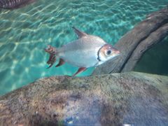 -上海海洋水族馆