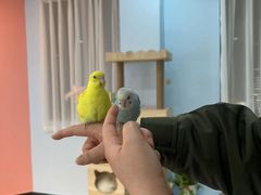 -喵宠乐园·撸猫互动·猫舍