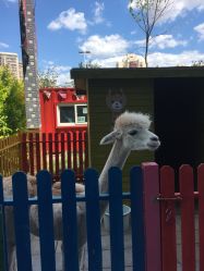 点击看大图 -萌宠亲子动物乐园(槐房万达店)